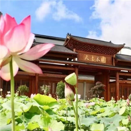 益陽天意木國木文化博物館、金家堤、一碑五館一日游