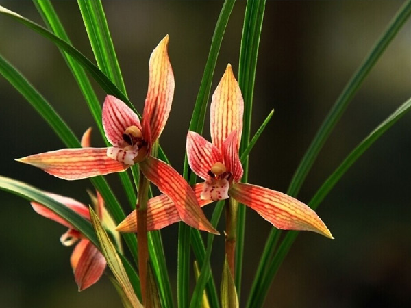 湘潭盤龍大觀園賞花一日游