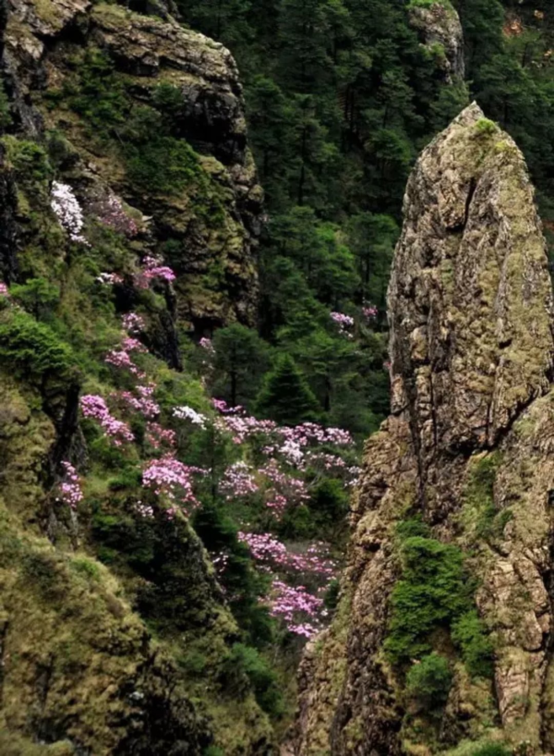 神農(nóng)頂、神農(nóng)祭壇、官門(mén)山、天生橋、昭君故里汽車(chē)三日純玩游