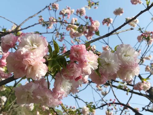 長沙潯龍河櫻花谷、田漢文化園一日游